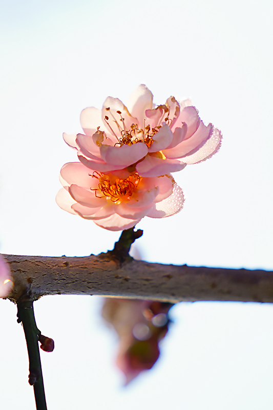 439-红梅风姿.jpg